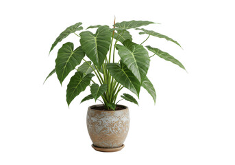 Obraz premium Lush indoor plant in decorative pot, showcasing vibrant green leaves against a neutral backdrop