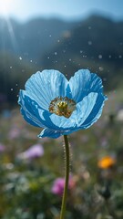 A beautiful blue anemone