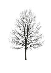 Obraz premium Barren deciduous tree with intricate skeletal branches and strong trunk, no leaves, isolated on a pristine transparent studio background with no shadows, serene and motionless, concept of natural