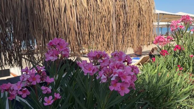 July 6, 2025 Fethiye, Turkey. Thatched roofs-umbrellas flutter in the wind on the beach. Seaside holiday concept.