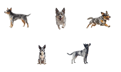 Set of australian cattle dog playing and running isolated on transparent background