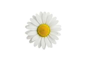 A vibrant daisy flower with white petals and a yellow center against a clean background