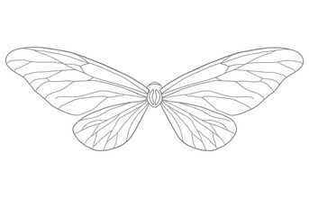Insect wings drawing. It is a black and white outline image of insect wings, like a butterfly or moth, with intricate vein details. Vector sketch line art draw.