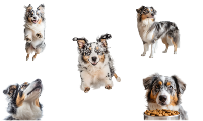 Set of australian shepherd dog actions isolated on transparent background