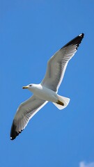 Obraz premium A seagull soaring against a clear blue sky