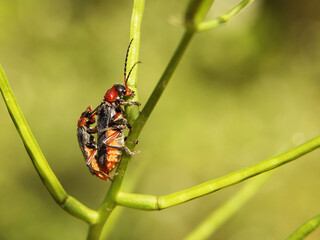Copulation of beetles of firefighters. Reproduction of insects. Macro with blurry background. Pest control crop. Pollination of plants with flowers. Flora and fauna of the temperate region. Natural