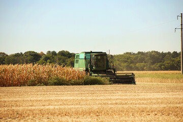 Fototapeta premium Harvesting corn and wheat. Harvesters and machines are harvesting grain from the field. Autumn field work on the farm. Procurement of raw materials for the production of flour and bread