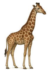 Naklejka premium Giraffa camelopardalis (jerapah)