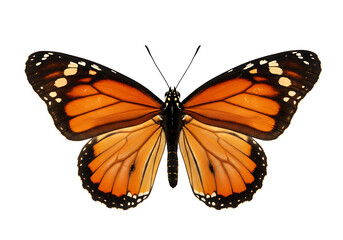Fototapeta premium Close-up of a full-winged Monarch butterfly, highlighting its natural elegance and intricate design.