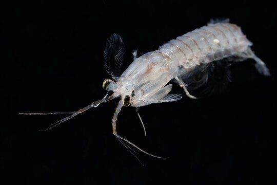 A Juvenile Mantis Shrimp Looking for Somewhere to Settle. Photographed in Wellington Harbor During a Night Dive