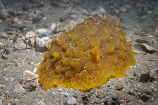Wellington Nudibranch&nbsp;(Doris wellingtonensis) in Wellington Harbour, Wellington, New Zealand