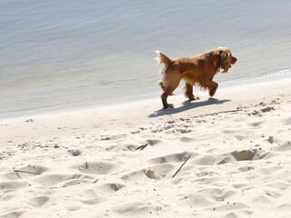 A red cocker spaniel dog joyfully runs along the beach near the water. Holidays at sea with pets. Dog walking near the river. Breeding thoroughbred hunting dogs. Playful run. A place for swimming
