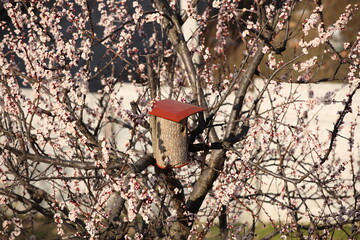 Birdhouse on a flowering apricot. A house for birds arriving in the spring from the warm edges. Caring for feathered friends and nature. Woodwork for wild birds. Helping a person in need. Spring