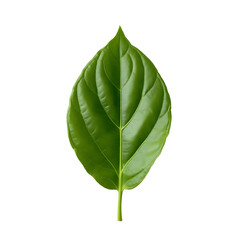 Obraz premium green leaf isolated on white