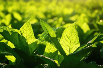 Close-up of vibrant green tobacco leaves in sunlight.