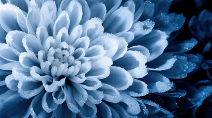 Close-up of a frost-covered blue flower showcasing intricate petals against a dark background