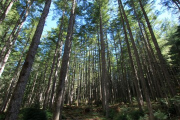 Tall trees in a dense forest. Sunlight filters through canopy