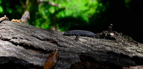 melanistische Peloponnes-Kieleidechse // melanistic Greek algyroides, Greek keeled lizard...