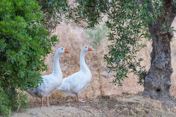 Deux oies blanches dans un jardin