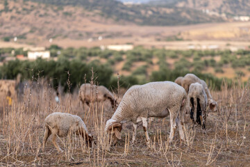 Troupeau de moutons en train de paitre 
