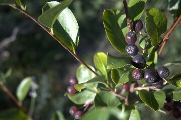 Black chokeberries growing in clusters on the shrub, captured in a garden with natural lighting and green foliage.