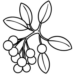 Minimalist Mistletoe Line Art Vector Elegant Holiday Botanical Illustration