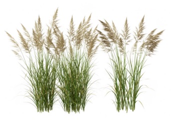 Group of tall green grasses with feathery seed heads isolated on transparent background