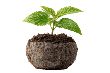 Green Sprout Life Soil Ball New Plant Growth Fresh Start Seedling Germination Lush Leaves Isolated