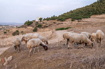 Fototapeta premium Troupeau de moutons en train de paitre 
