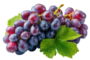 Fresh Harvest Grapes still life Photography wet grapes bunch of grapes fruit food sweet grapes close