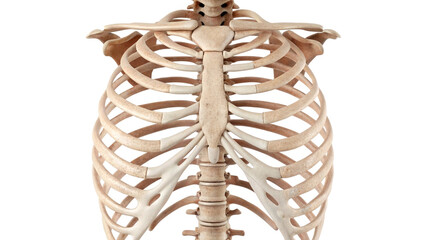 Human Rib Cage Anatomy Medical Illustration skeleton