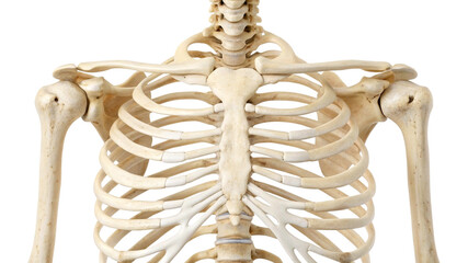 Human rib cage and shoulder bones close up human skeleton