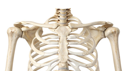 Human Torso Skeleton Anatomy Close Up human skeleton