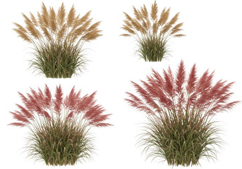 Obraz premium Four pampas grass plants isolated on transparent background