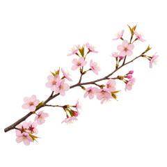 realistic cherry blossom branch with delicate pink flowers, spring floral element, high detail botanical illustration isolated on transparent background PNG