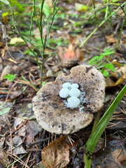 Viviparous mushroom. The mushrooms grew on the hat of another mushroom.