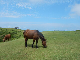 隠岐の島 馬 摩天崖-oki  / island  / shimane  /  horse  / Matengai Cliff-