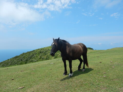 隠岐の島 馬 摩天崖-oki  / island  / shimane  /  horse  / Matengai Cliff-