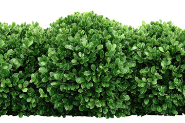 Green Hedge Bush Plants With Variegated Leaves Garden Ornament Foliage Privacy Screen Isolated on