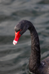 Black swan swimming on lake with red beak and dark feathers