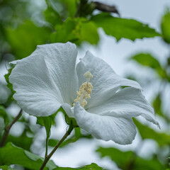 ８月の万葉の杜
