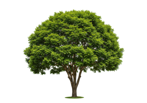 Lush green tree with a full canopy standing alone against a clear background