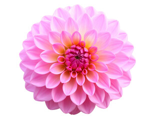 Single Pink Dahlia Bloom, Front-Facing Symmetry with Soft Petal Layers, Isolated on Transparent Background