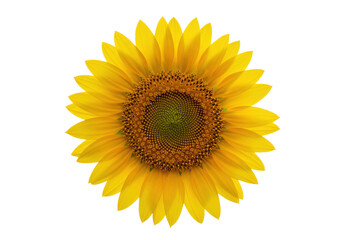 Fototapeta premium Vibrant sunflower blooming against a clear background, showcasing nature's beauty