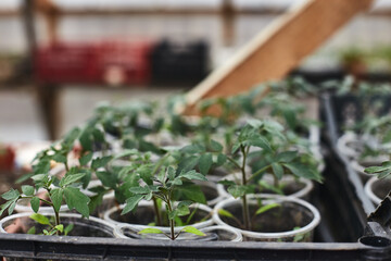 Seedlings grow in plastic cups inside a greenhouse during spring, showcasing the beauty of horticulture and plant care