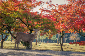 日本の古都奈良で大切位保護されている奈良公園の鹿_秋