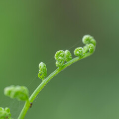 ８月の万葉の杜