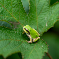 ８月の万葉の杜