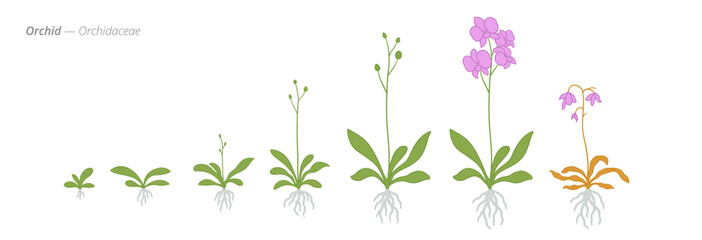 Growth stages of orchids from seeds to blossoms © Ilia