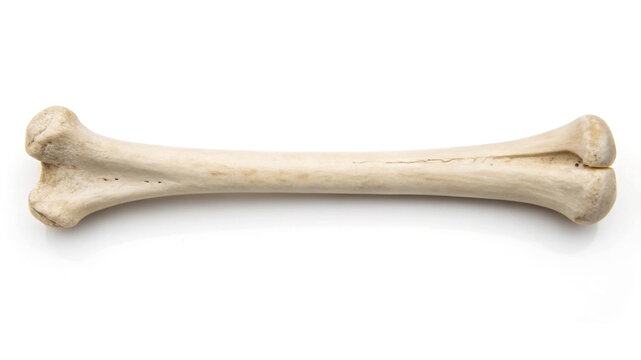 Single animal bone isolated on white background skeleton 1